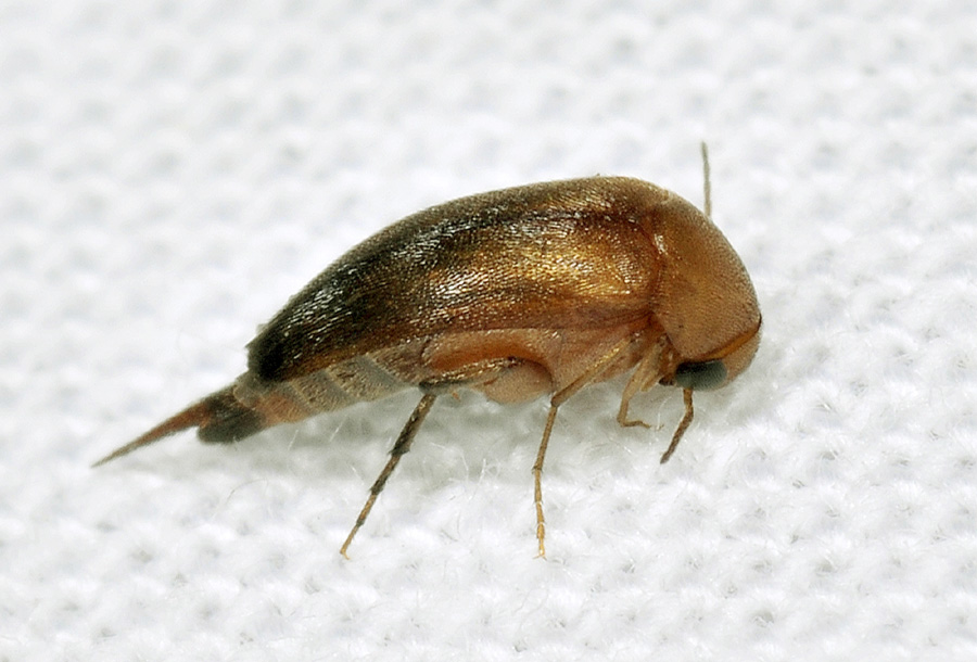 Mordellidae